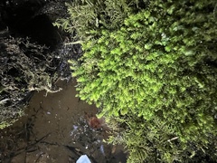 Racomitrium aciculare