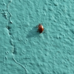 Hippodamia convergens