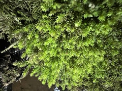 Racomitrium aciculare