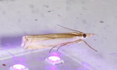 Crambus leachellus