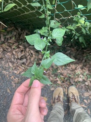 Dicliptera chinensis