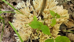 Sebacina schweinitzii