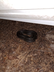 Coluber constrictor constrictor