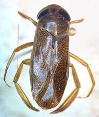 Corixa punctata