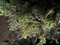 Kindbergia oregana