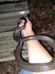 Coluber constrictor constrictor