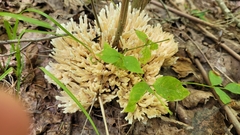 Sebacina schweinitzii