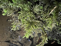 Kindbergia oregana