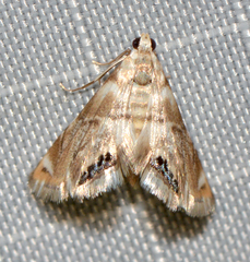 Eoparargyractis plevie