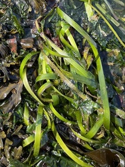 Zostera marina