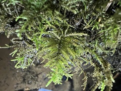 Kindbergia oregana