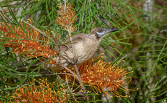 Philemon citreogularis