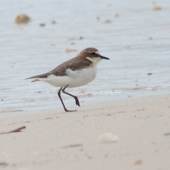 Charadrius ruficapillus