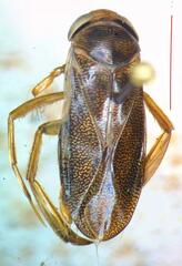 Corixa punctata