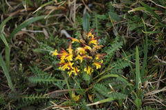 Pedicularis oederi