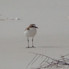 Charadrius ruficapillus