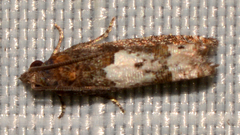 Eucosma parmatana