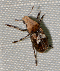 Euparius paganus