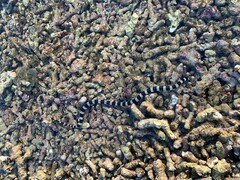 Laticauda saintgironsi