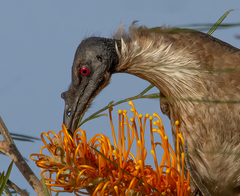 Philemon corniculatus