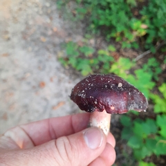 Stropharia rugosoannulata