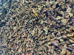 Laticauda saintgironsi