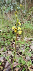 Diuris platichila
