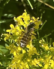 Halictus farinosus