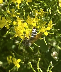 Halictus farinosus