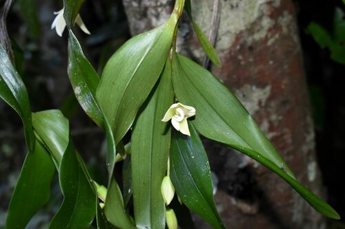 Image of Dendrobium adae by (c) Wairambar Rainforest, some rights reserved (CC BY)