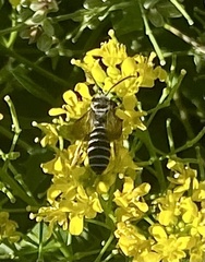 Halictus farinosus
