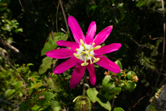 Passiflora sublanceolata