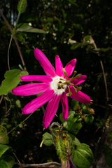 Passiflora sublanceolata