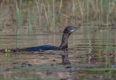 Phalacrocorax sulcirostris