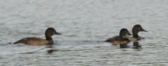 Aythya collaris