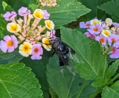 Copestylum violaceum