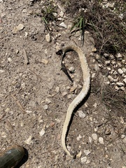 Crotalus horridus