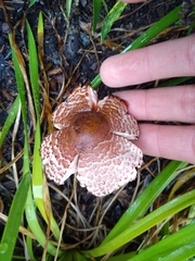 Leucoagaricus americanus