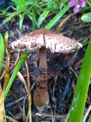 Leucoagaricus americanus
