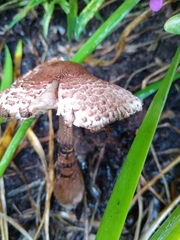 Leucoagaricus americanus