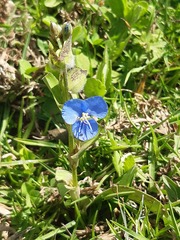 Commelina tuberosa