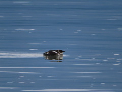 Brachyramphus marmoratus