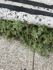 Parietaria judaica