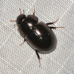 Limnohydrobius