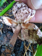 Leucoagaricus americanus