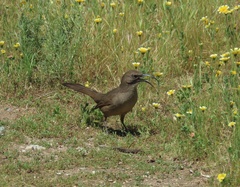 Toxostoma redivivum
