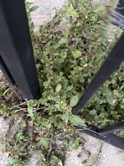 Parietaria judaica