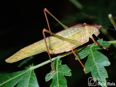Phaneroptera