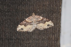 Xanthorhoe defensaria