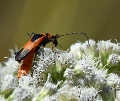 Chauliognathus basalis